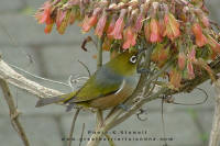 Silvereye (Waxeye)