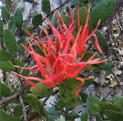 Rata Flower