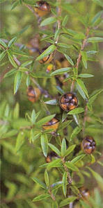 Manuka seed pods