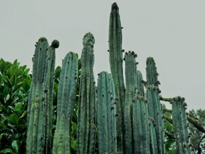 Cacti