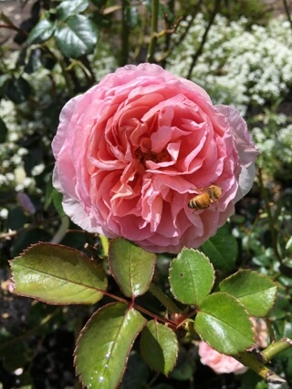 Leonies Rose